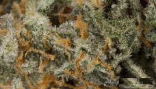 Buy Cracker Jack Marijuana Strain Online