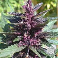 Purple Kush Feminized specifications Online