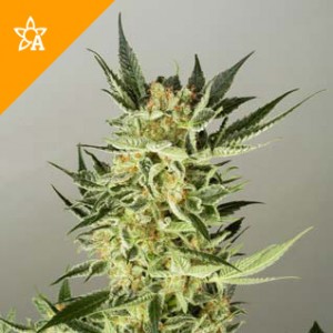 AK48 Automatic Seeds