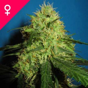 Buy Big Bud Feminized Seeds Online