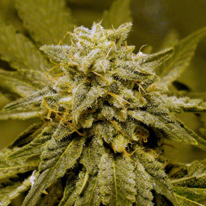 Buy Anesthesia Online