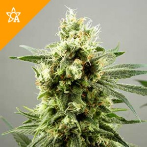 Buy Diesel Haze Automatic Seeds Online