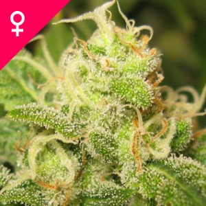 Buy Ice Feminized Cannabis Seeds online