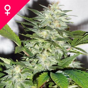 Buy K-Train Feminized Seeds Online