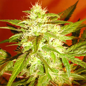 Buy Kaya Weed Strain