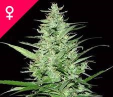 Buy Indoor Mix Feminized Seeds Online