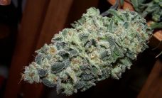 Alaskan Thunder Strain