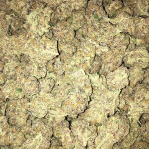 Buy sunset sherbert Online