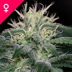 Buy WSS Skunk Feminized Seeds Online